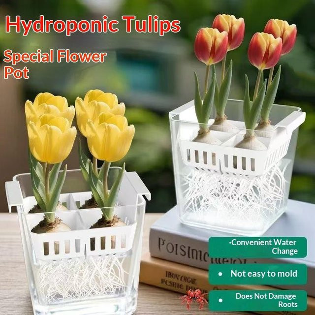 JETTING Hydrokulturbehälter mit atmungsaktivem Stützkorb für Tulpen-Saatgut, 4 Löcher, transparent - Bild 1