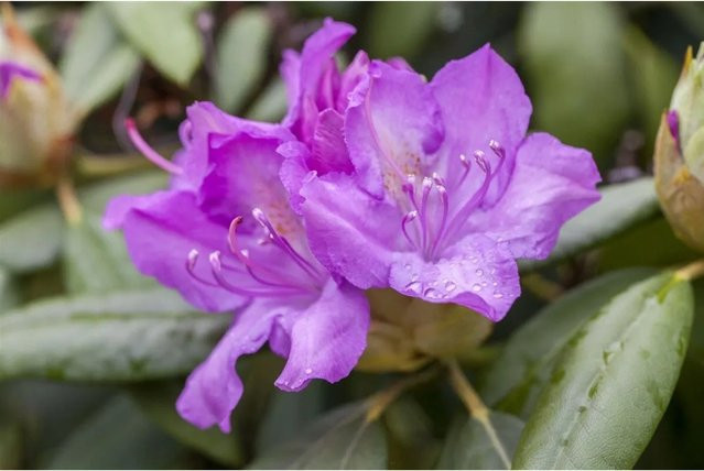 Rhododendron Hybr. Catawbiense Boursault mit lila Blüten, Höhe: 100–120 cm - Bild 1
