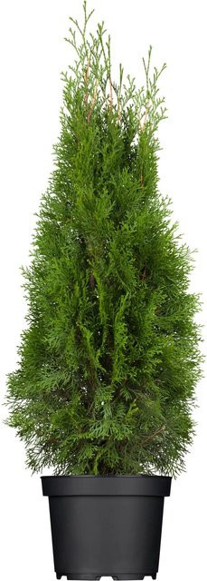 GROW by OBI Lebensbaum Smaragd Thuja occidentalis als Heckenpflanze, Höhe: 60 - 80 cm - Bild 1