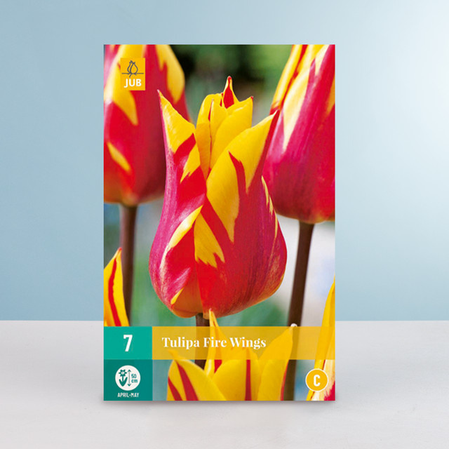 Tulpenzwiebeln Lilienblütige Tulpe Fire Wings von BLUME2000, 7 Stück - Bild 1