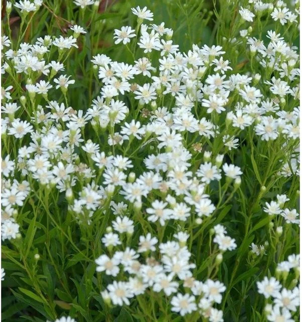 Hochland-Aster Major Aster ptarmicoides als winterharte Staude in Weiß für den Freilandgarten - Bild 1