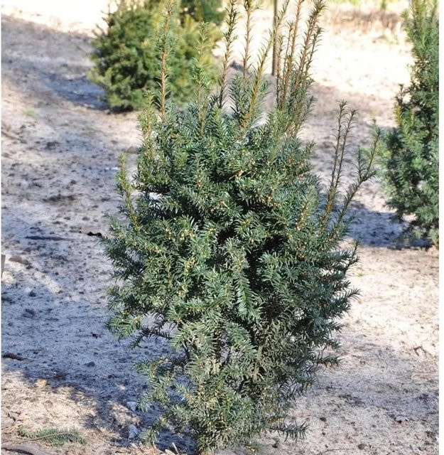 Eibe Taxus baccata Typ Enno Hinrichs als grüner Solitärbaum von Nr-01.de (20-25 cm) - Bild 1