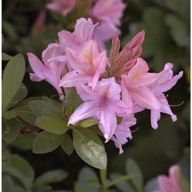 Rhododendron Soir de Paris Rhododendron viscosum in Pink, Höhe: 40-50 cm - Bild 1