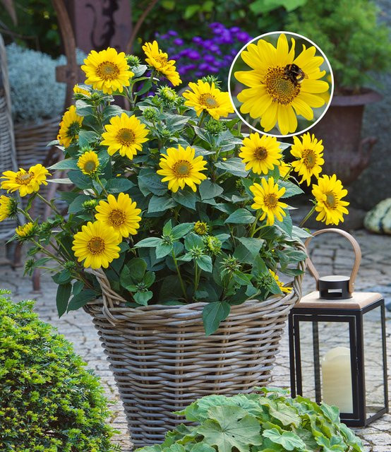 Winterharte Sonnenblume SunCatcher - Bild 1