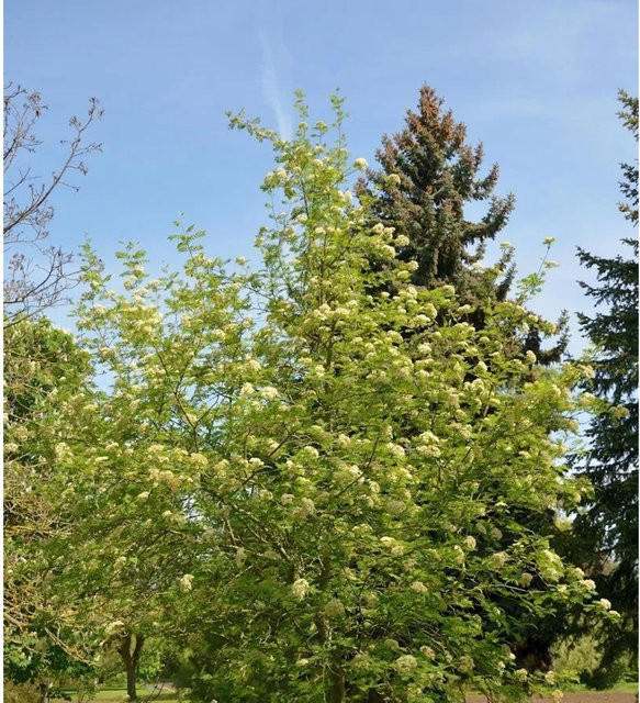 Eberesche Sorbus aucuparia Baum für den Garten, Höhe: 100-125 cm - Bild 1