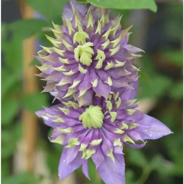 Clematis Waldrebe Taiga lila Kletterpflanze für den Garten - Bild 1