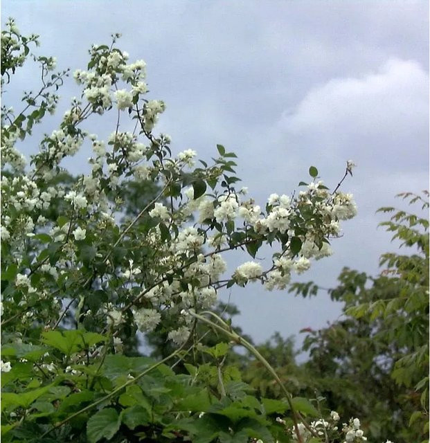 Gartenjasmin Philadelphus Pearls of Perfume weiß, Höhe: 40-60 cm - Bild 1