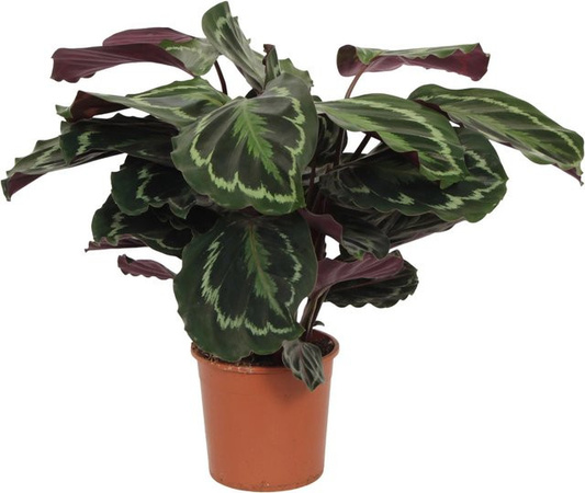 GROW by OBI Calathea Zimmerpflanze in violett und Grün, Höhe: 50 cm, Topf-Ø: 14 cm