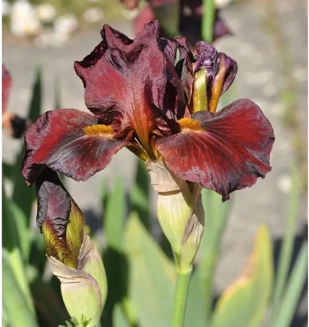 Mittelhohe Schwertlilie Red Zinger Iris barbata als rote Beetpflanze von Nr-01.de - Bild 1