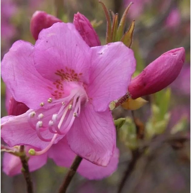 Rhododendron albrechtii Strauch in Pink von Die Nr-01.de, Höhe: 40-50 cm - Bild 1