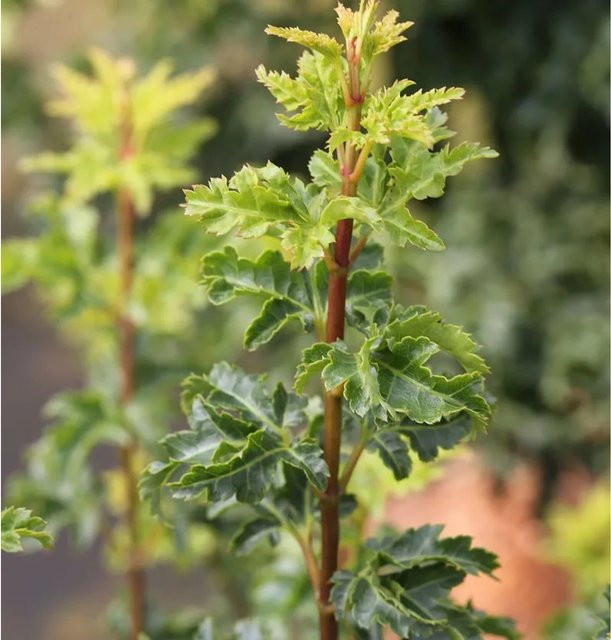 Acer palmatum Ahorn Shishigashira von Die Nr-01.de in Grün - Bild 1