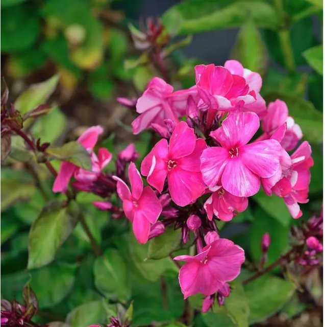 Phlox paniculata Garten-Flammenblume Deep Purple als Beetpflanze und Schnittblume von Nr-01.de - Bild 1