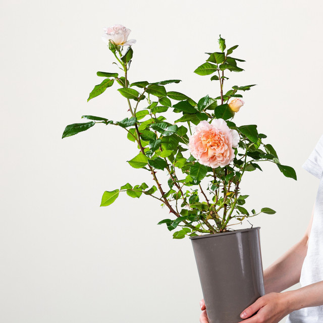 Edelrose Augusta Luise von BLUME2000 in Rosa mit Blütezeit von Juni bis Oktober - Bild 1