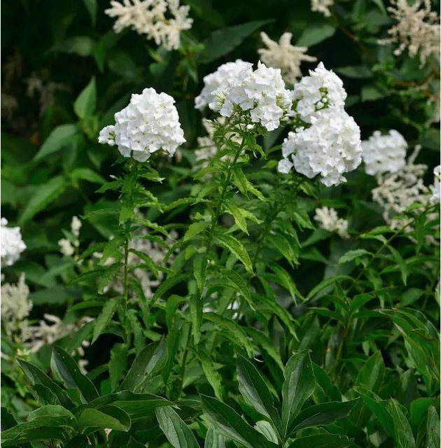 Hohe Flammenblume Phlox paniculata JS Anne als Beetpflanze und Schnittblume von Nr-01.de - Bild 1