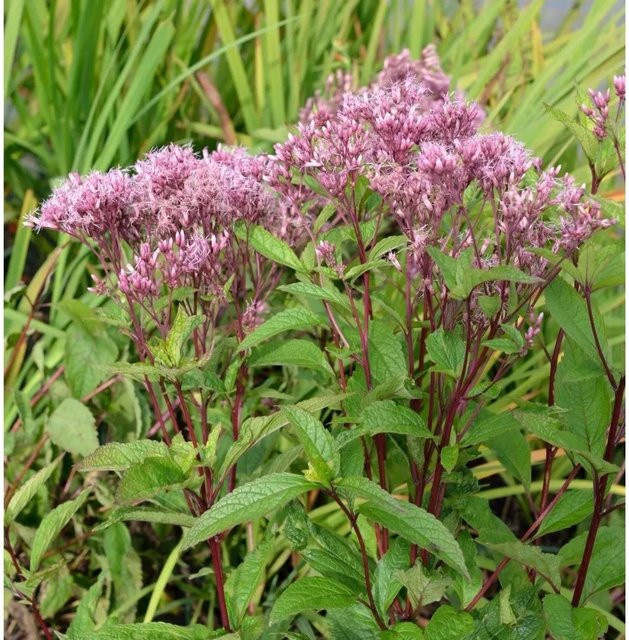 Wasserdost Baby Joe Eupatorium dubium als mehrjährige Gartenpflanze im Topf - Bild 1