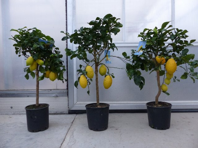 Zitrus Zitronenbaum Citrus Limon mit reifen Früchten, Höhe: 100 - 120 cm - Bild 1