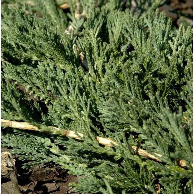 Blauer Teppichwacholder Glauca Juniperus media Bodendecker für den Garten, Höhe: 50-60 cm - Bild 1