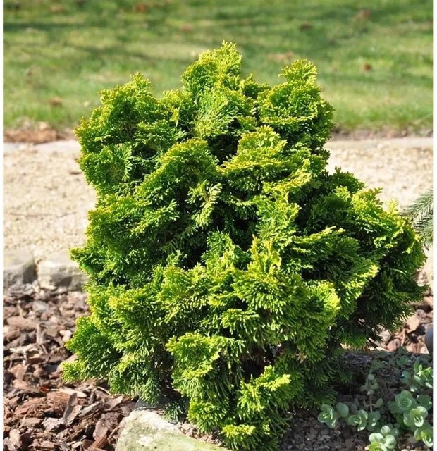 Goldgelbe Muschel Scheinzypresse Chamaecyparis obtusa als pflegeleichte Heckenpflanze oder Solitär für kleine Gärten, Höhe: 10-15 cm - Bild 1