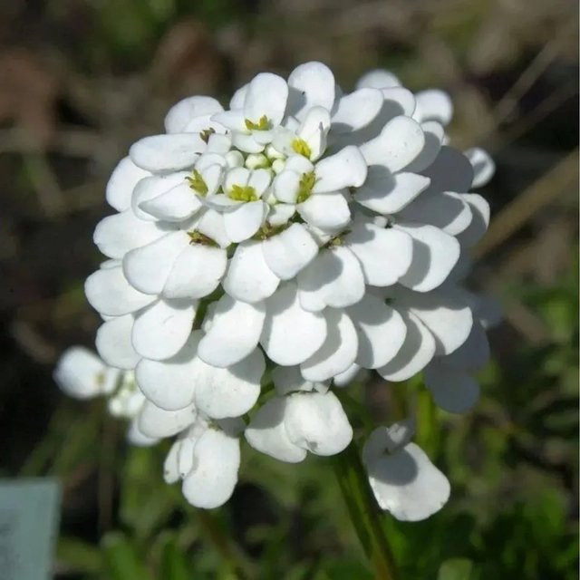 Iberis sempervirens Schleifenblume Winterzauber weiß als winterharte Staude und Bodendecker für Steingärten und Beete - Bild 1