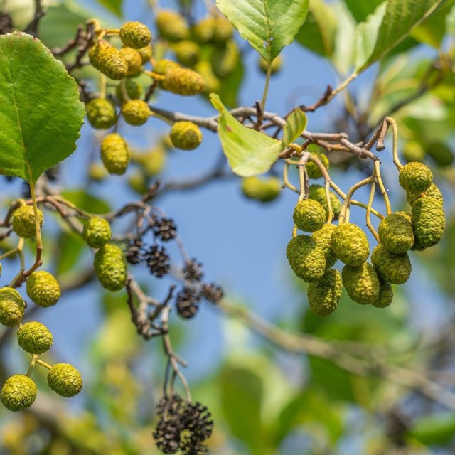 BIO Schwarzerle Baum von Kwekerij Koperwiek - Bild 1
