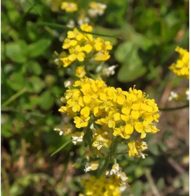Alyssum montanum Bergsteinkraut gelbe Staude von Die Nr-01.de - Bild 1