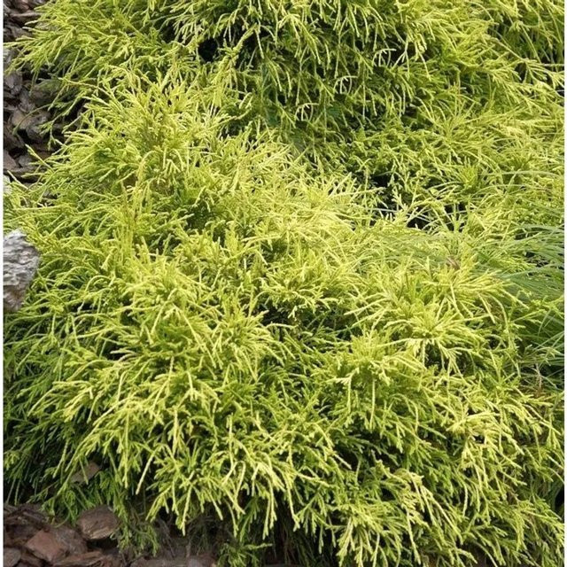 Gelbe Fadenzypresse Sungold Chamaecyparis pisifera für Steingärten und Grabbepflanzung, Höhe: 20-25 cm - Bild 1