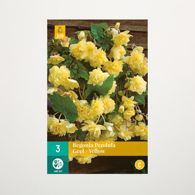 Hänge-Begonie Pendula gelb von BLUME2000 mit 3 Knollen für Beet, Balkonkasten und Terrassenkübel - Bild 1