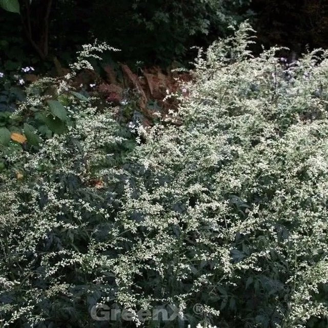 Chinabeifuss Artemisia lactiflora als winterharte Staude für Staudenbeete von Nr-01.de - Bild 1