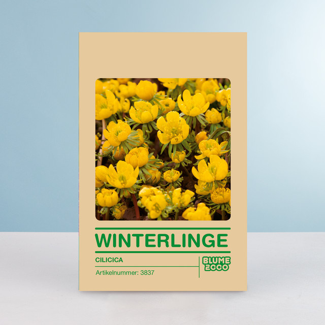 Winterling Cilicica von BLUME2000, 15 Stück für Kübel und Balkonkästen - Bild 1