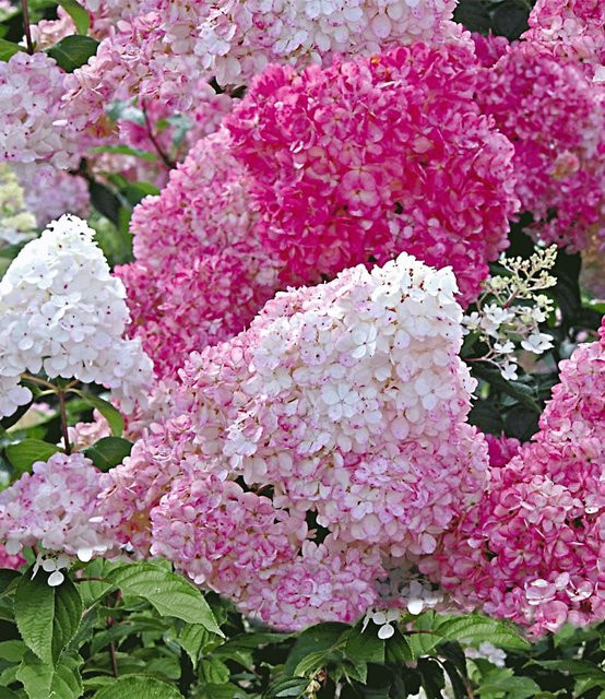 Freiland-Hortensie Vanille Fraise im 2-Liter Topf - Bild 1