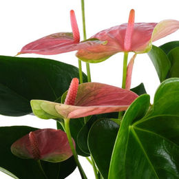 Flamingoblume Sweet Dream, rosa Pflanze zur Dekoration - Bild 1