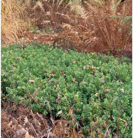 Preiselbeere Vaccinium vitis idaea Beerenstrauch in Grün, Höhe: 10-15 cm