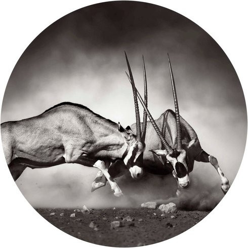 K&L Wall Art Runde Vliestapete Safari Duell Antilopen Waldtiere mehrfarbig matt - Bild 1
