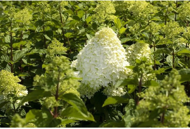 Rispenhortensie Hercules Hydrangea Paniculata mit Blütezeit von Juli bis Oktober - Bild 1
