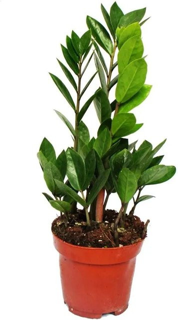 Exotenherz Zamioculcas zamiifolia Zimmerpflanze im 12 cm Kunststofftopf, Grün - Bild 1