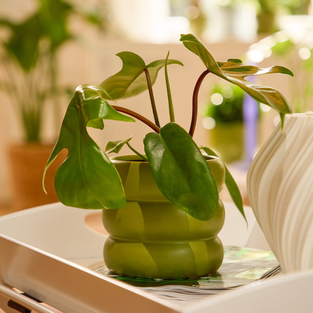 Philodendron Florida Green von BLUME2000, grüne Zimmerpflanze mit herzförmigen Blättern für den Tisch - Bild 1