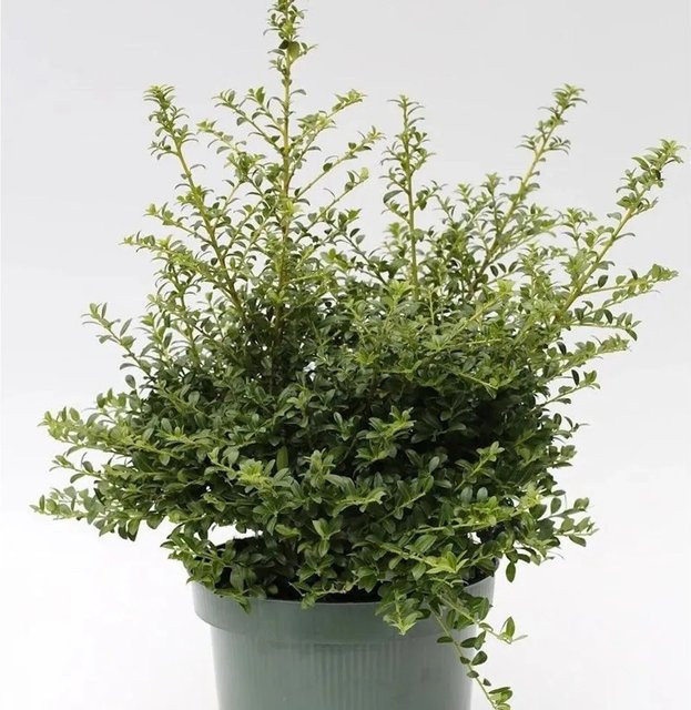 Japanische Stechpalme Ilex crenata Twiggy in Grün, Topfpflanze 15-20 cm - Bild 1