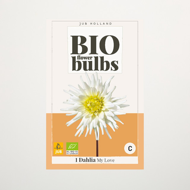 BIO Dahlie My Love Knolle von BLUME2000 - Bild 1