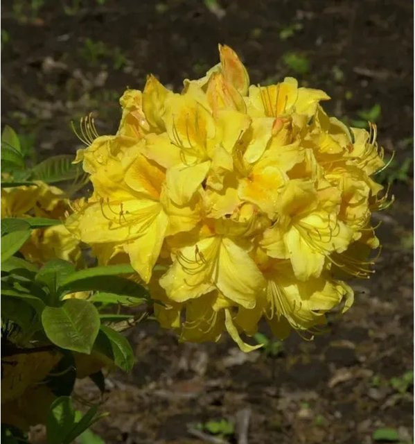 Rhododendron luteum Azalee Golden Lights gelb, ornamental Strauch für den Garten, Höhe: 30-40 cm - Bild 1