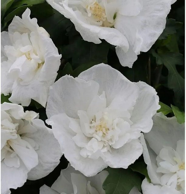 Hibiscus Diana Eibisch Hochstamm in Weiß, Höhe: 40-60 cm - Bild 1