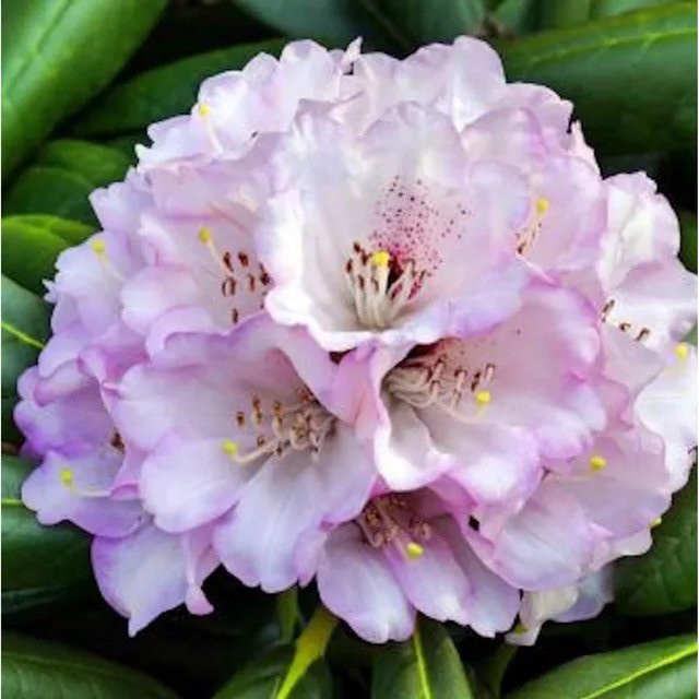 Großblumiger Rhododendron Rexima in Pink von Nr-01.de, Höhe: 50-60 cm - Bild 1
