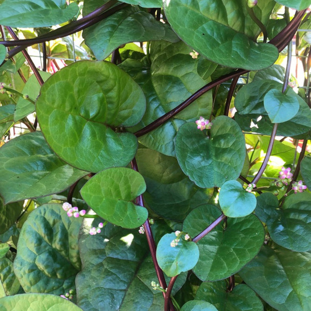 Blu Bio Malabar-Spinat Rubra Topf-Ø ca. 12 cm - Bild 2