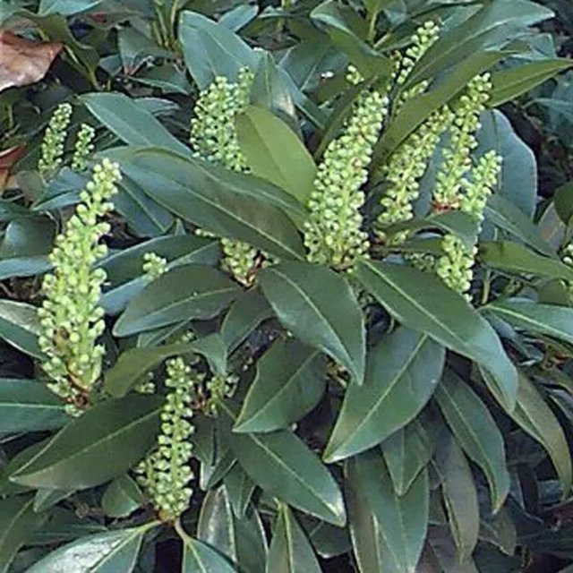 Kirschlorbeer Zabeliana Prunus laurocerasus von Arborix mit hellgrünem Laub im Container, 30 bis 50 cm Höhe - Bild 1