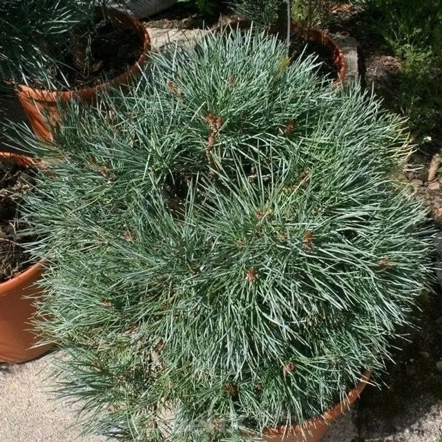 Blaue flache Zwerg Kiefer Chantry Blue Pinus sylvestris für deinen Garten - Bild 1
