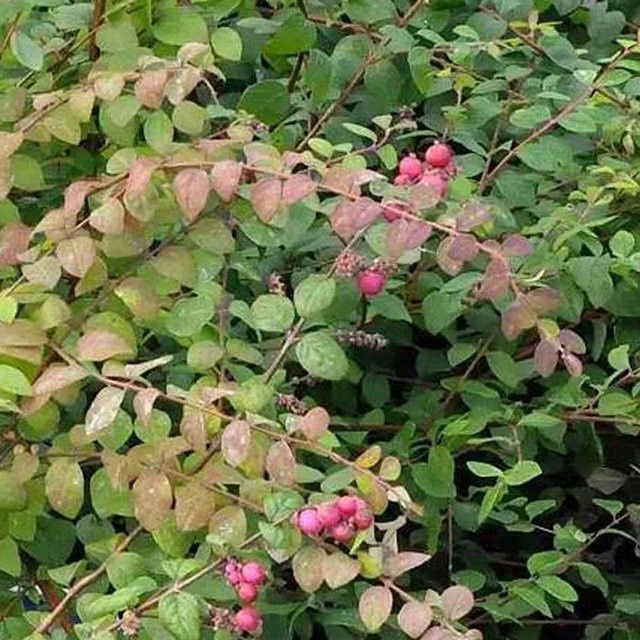 Arborix Purpurbeere Symphoricarpos chenaultii als Zierstrauch in Container, Höhe: 50 bis 60 cm - Bild 1