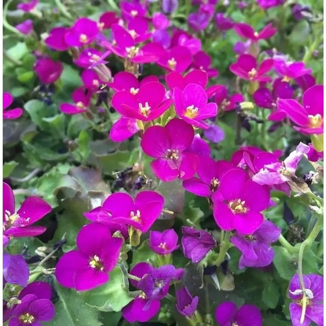 Gänsekresse Pinkie Arabis caucasica als pinkfarbene Staude für Steingarten und Mauerbepflanzung von Nr-01.de - Bild 1