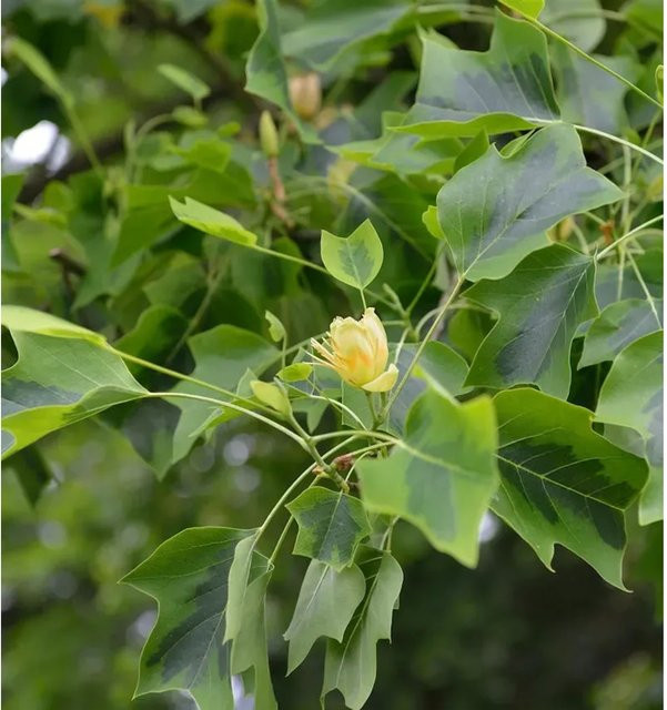 Amerikanischer Tulpenbaum Liriodendron tulipifera Aureomarginata in Gelb und Grün, Höhe: 60-80 cm - Bild 1