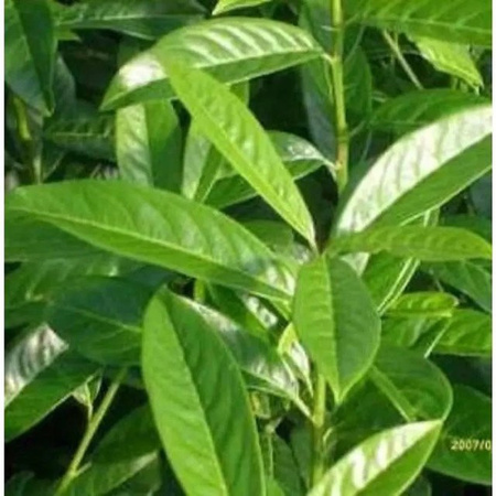 Kirschlorbeer Genolia Prunus laurocerasus als grüner Heckenstrauch für den Garten, Höhe: 125 cm