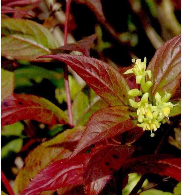 Amerikanische Weigelie Kodiak Red Diervilla sessilifolia in Rot, Höhe: 40-60 cm - Bild 1