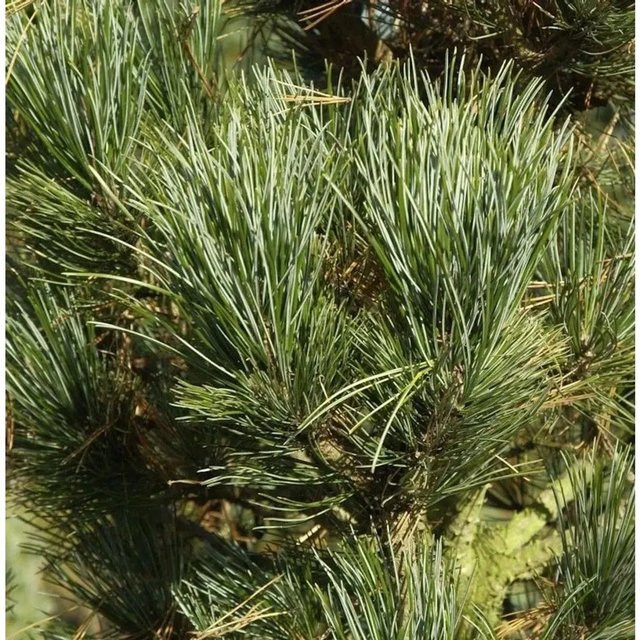 Zirbelkiefer Pinus cembra Compacta Glauca in Grün, Höhe: 60-70 cm - Bild 1